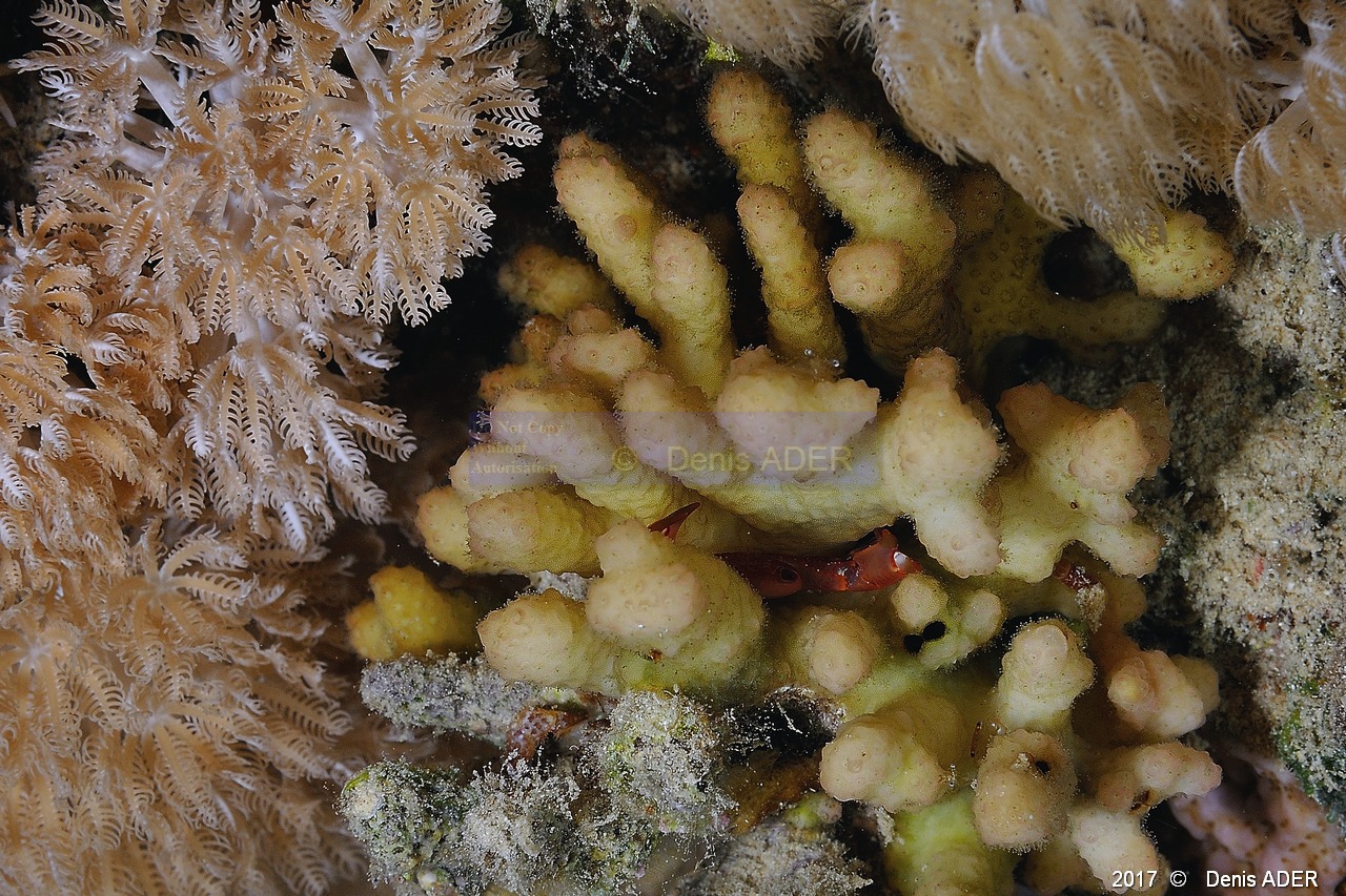 Tetralia sp-Stylophora kuehlmanni Safaga Coral Beach-4m-20171123nuit-Denis-ADER-DSC_3749_tn.jpg